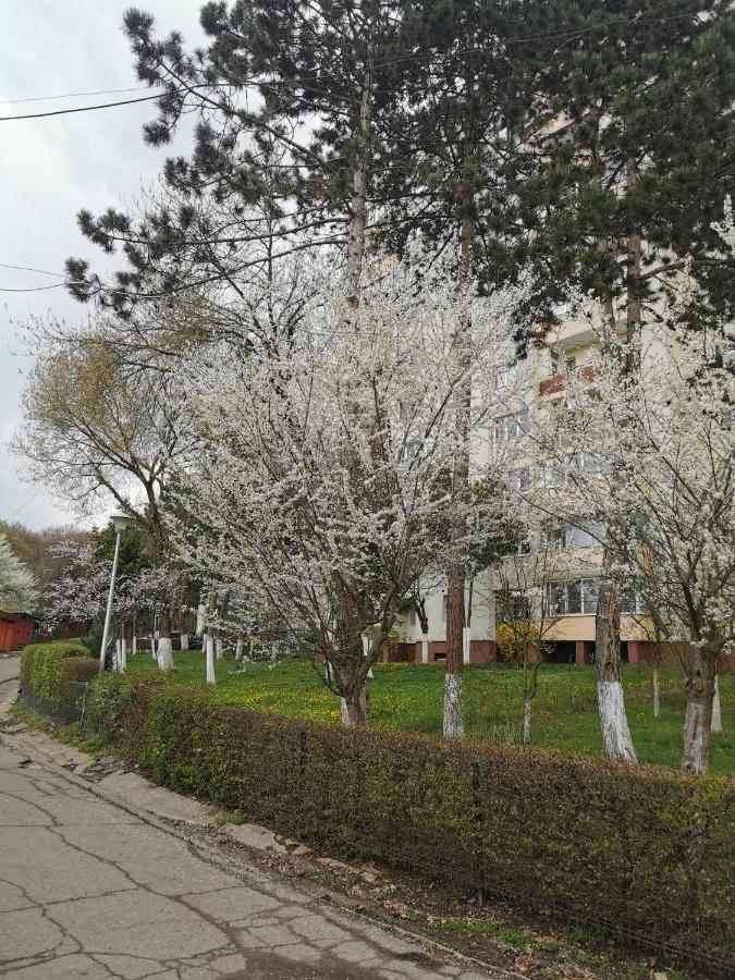 Apartament Maysa 克卢日-纳波卡 外观 照片